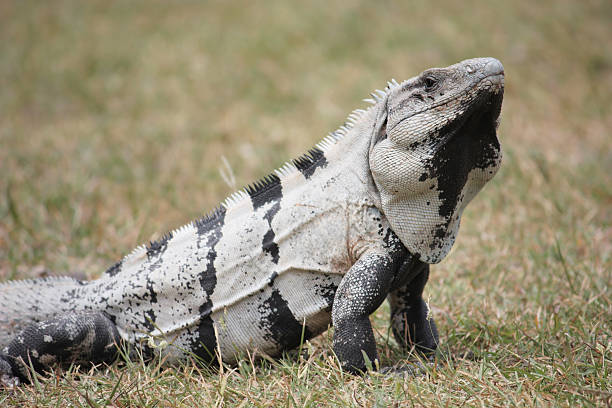 Black Iguana