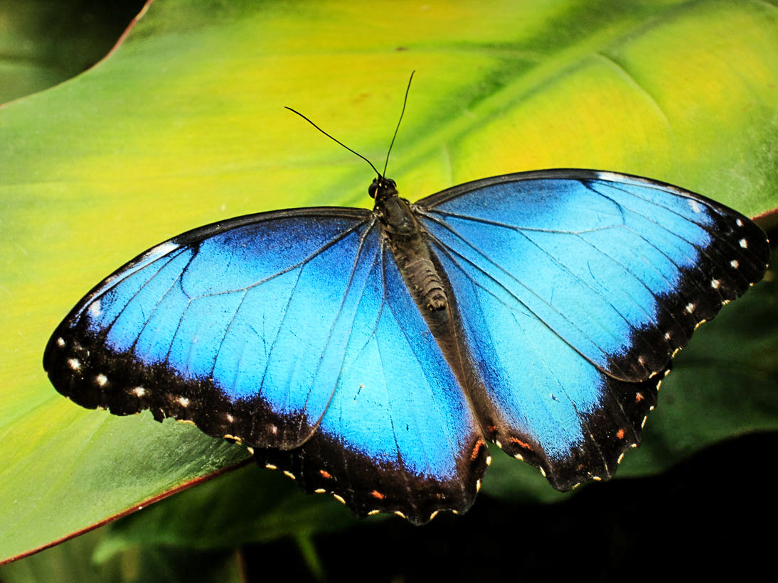 Blue Morpho Butterfly