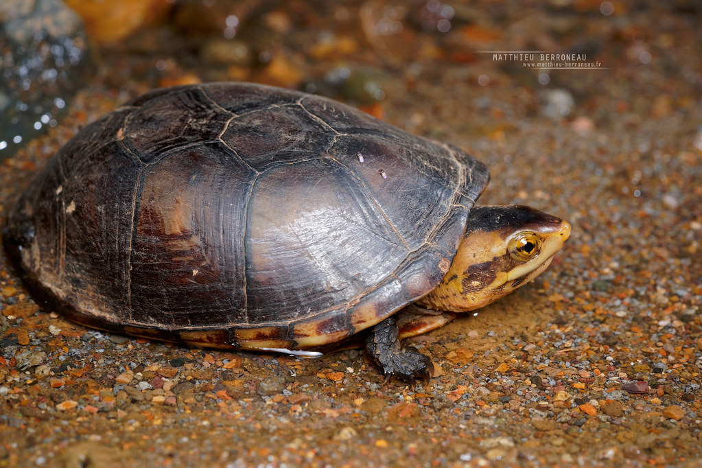 White-lipped Mud Turtle
