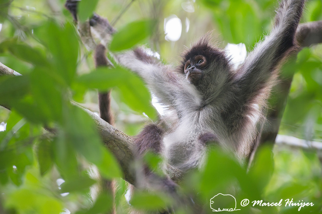 Yucatán Spider Monkey