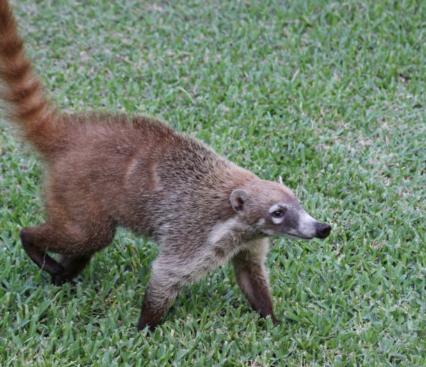 White-nosed Coati