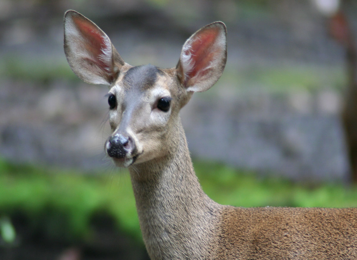 Yucat\u00e1n White-tailed Deer