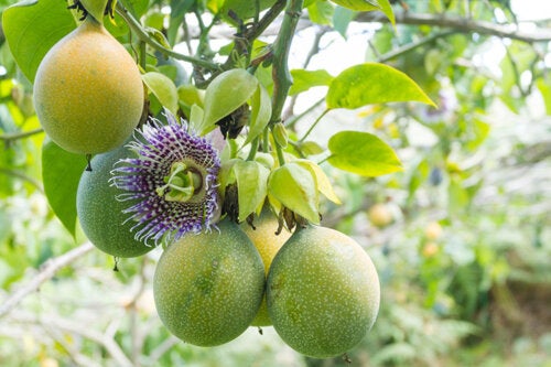 Passion fruit on the vine